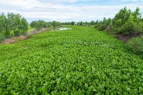 beautiful green plants in marshland at summer