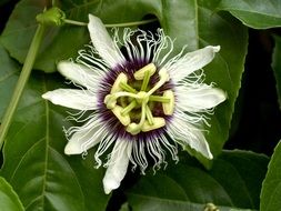 Purple and white passion flowers