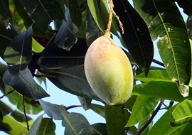 ripening mango fruit on the tree