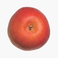 delicious red Apple drawing
