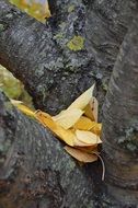 yellow Leaves on trunk of Cherry Tree at fall