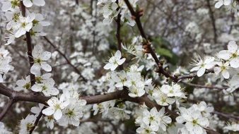 Apple Spring Flowers