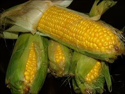 corn harvest on dark