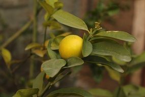 Healthy Vitamins Lemon