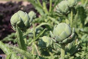 fresh green Artichokes