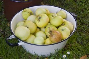 appetizing Apple Nature