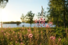 Sweden red floewrs