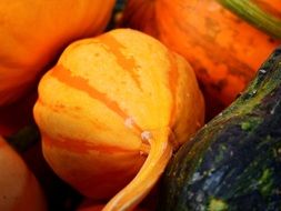 pumpkins and gourds for thanksgiving