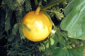 yellow bright pumpkin is an autumn harvest