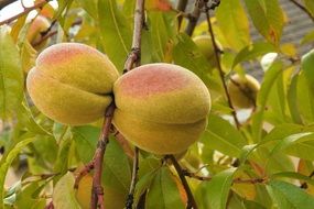peaches on a tree close-up on a blurred background
