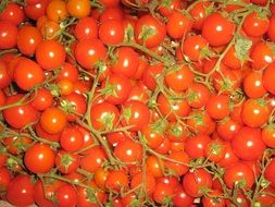 red Tomatoes in bunches close-up