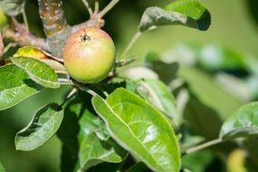 apple in ripening process