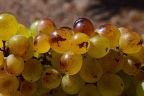 Ripe grapes close up