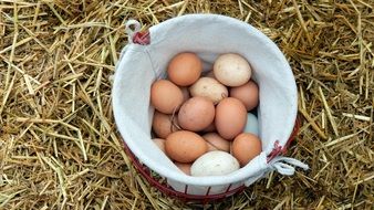 fresh homemade chicken eggs