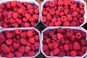 pink raspberries in trays