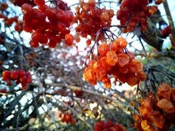 dry berries on a tree branch