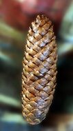 pine cone