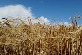 golden wheat field in Netherlands