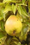 green pear ripens on tree