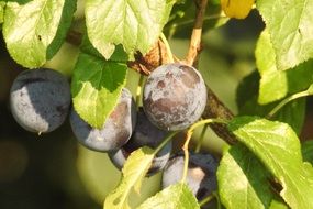 purple Plums on Tree