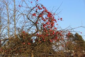 Wild apple tree in autumn