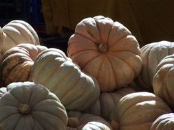 Pumpkins Large Grey Food Autumn