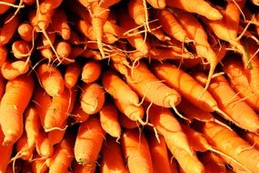 carrot harvest in sunshine