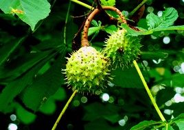 two green chestnut fruits on a branch