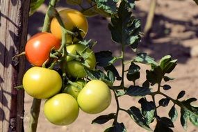 Garden Green Tomatoes Immature Vegetables