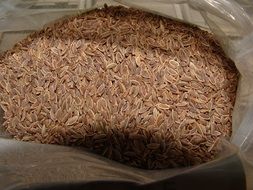 dill seeds for pickling