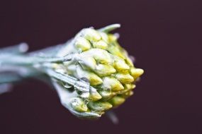 Curried Cabbage Blossom, macro