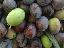 Olives Fresh