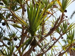 Tropical Fruit Tree