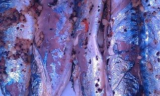 Picture of mackerel Fishes