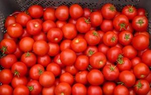 ripe tomatoes in a plastic box