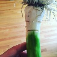 leek with root in hand close-up