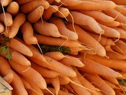 fresh healthy Carrots close-up