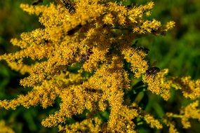 insects on yellow inflorescences close up
