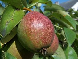 Pear fruits grow on the tree in summer