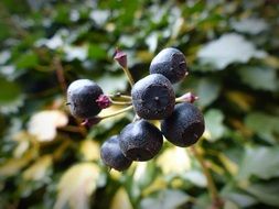 Berries Ivy