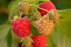 Raspberries ripening on plant