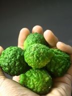 Green bergamot plants