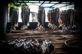 dry Fish hanging in rows