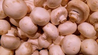 Mushrooms champignon