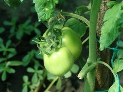 Green unripe tomatoes on the branch