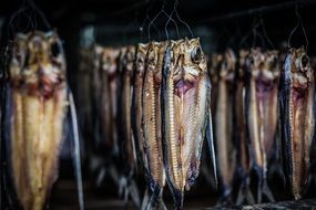 Natural Ecology Fish