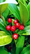 red fruits on a bright green bush