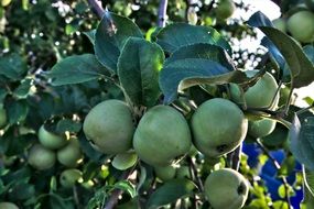 Apple Tree Sheet