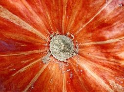 closeup of an orange pumpkin