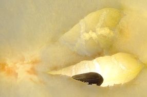 closeup of an apple with seed